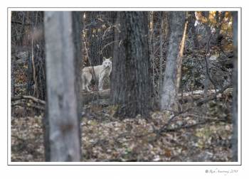 white canine.jpg